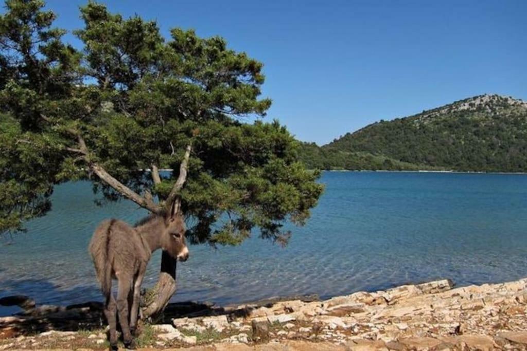 Apartment Lordanic Zaglav, Dugi otok Esterno foto